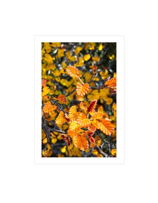 Autumn Fagus