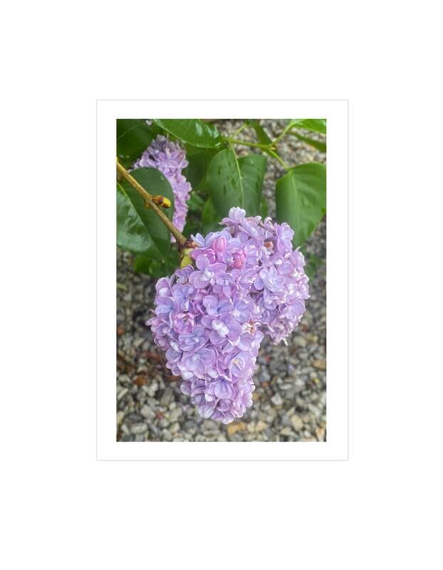 Hydrangea