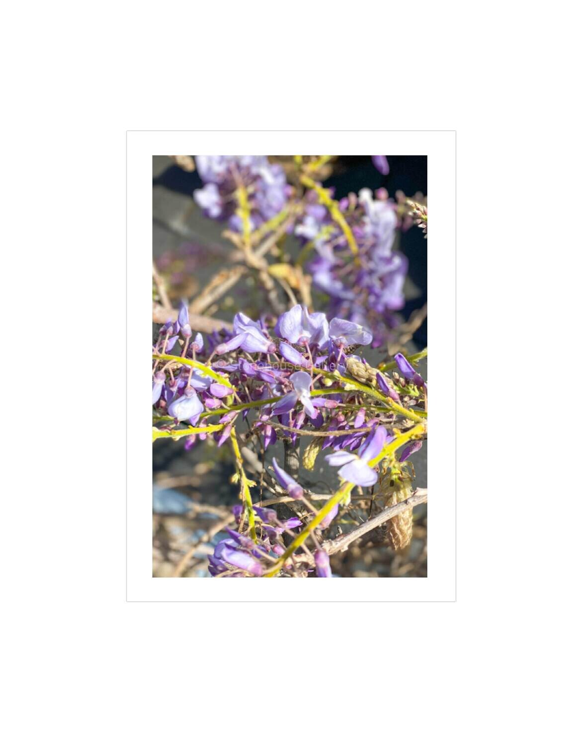 Wild Whimsy
