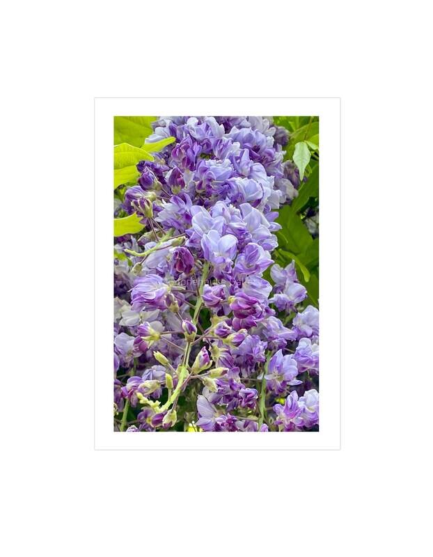Wisteria