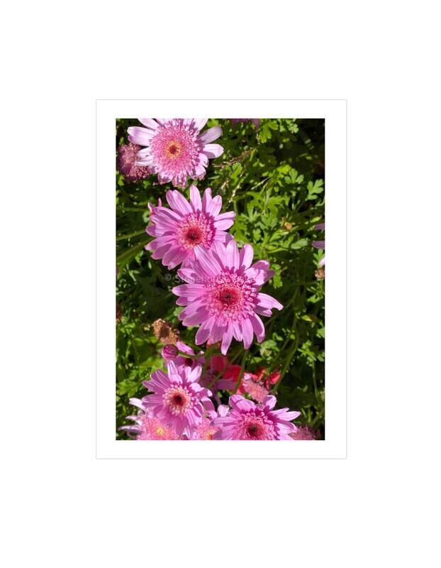 Summer Daisy