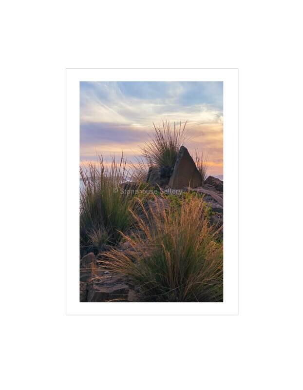 Golden Grasses