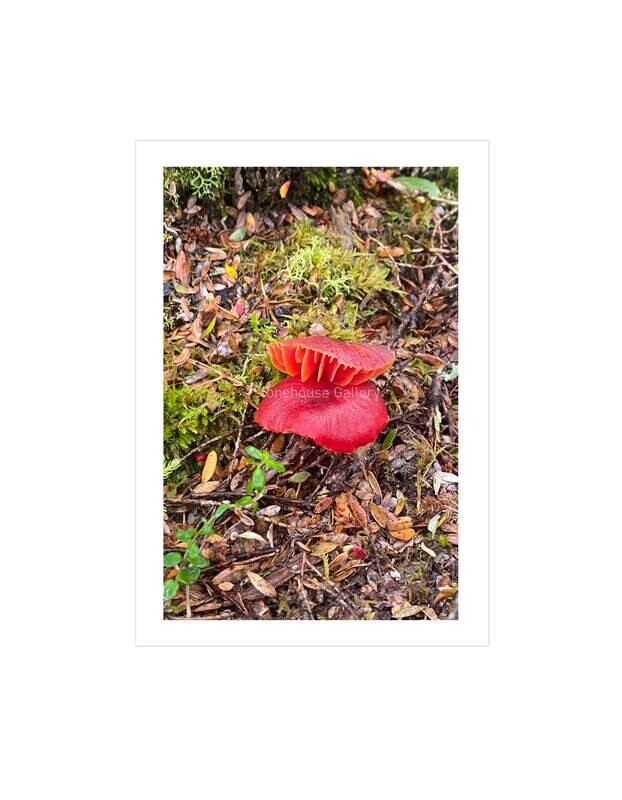 Blue Tiers Scarlet Waxcap