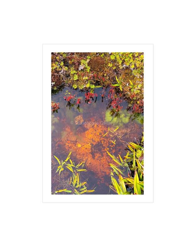 Hartz Mountain Fairy Pond