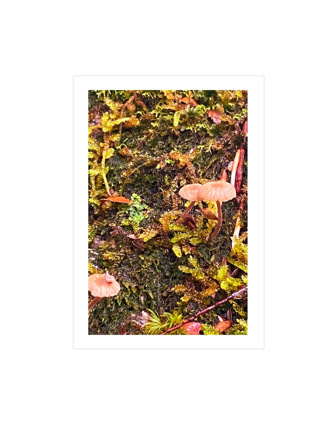 Blue Tiers Forest Floor