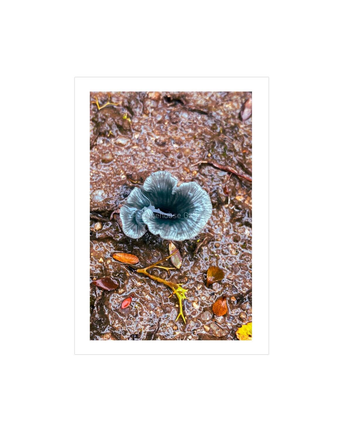 Blue Tiers Verdigris Fungi