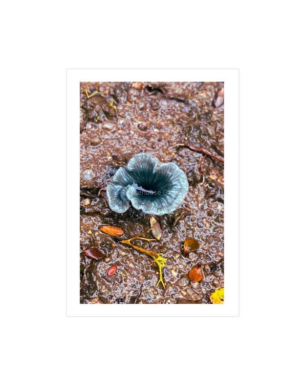 Blue Tiers Verdigris Fungi