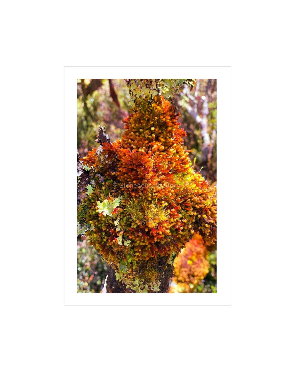 Burnt Orange Mosses