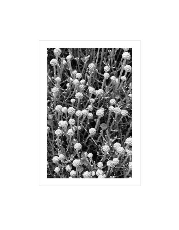 Coastal Flowers