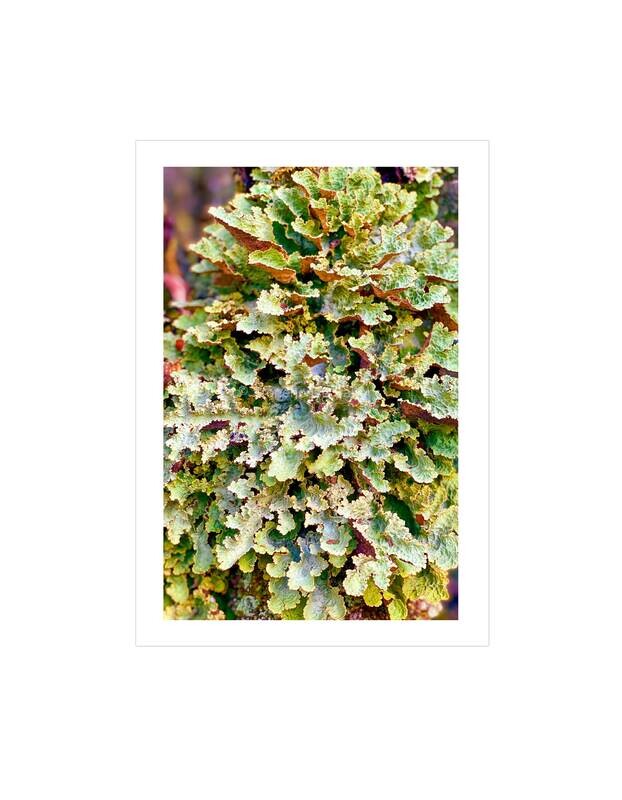 Blue Tiers Green Lichen
