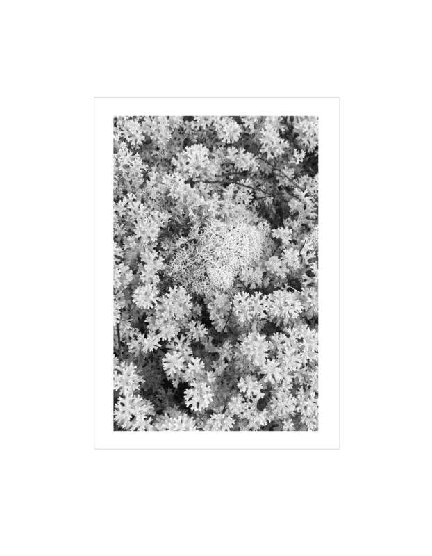Lichen