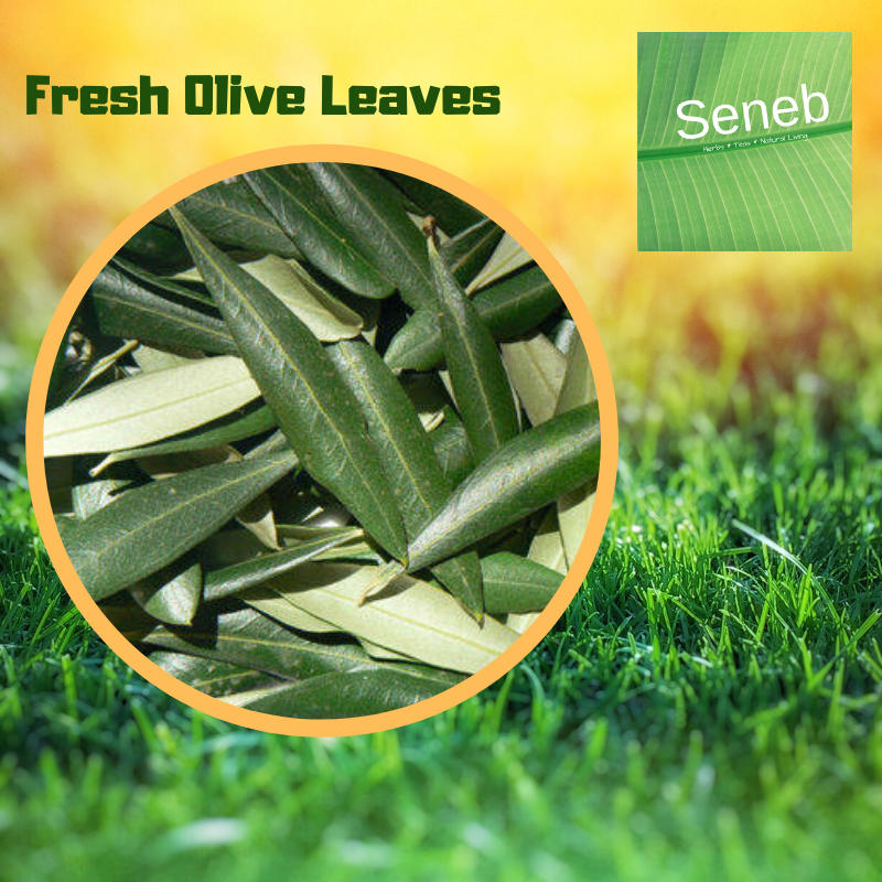 Fresh Olive Leaf