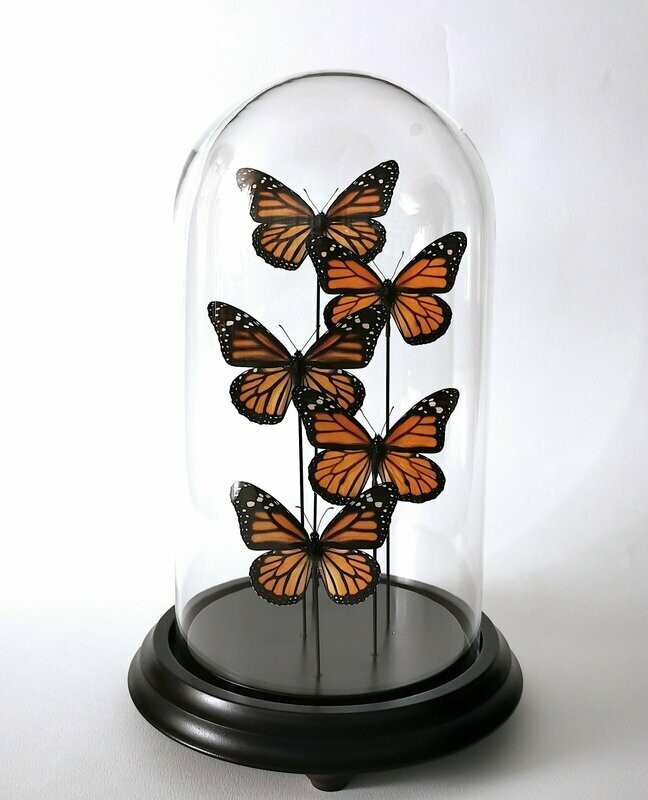 "Minué". Composición de 5 Danaus plexippus "Monarca" (México) en cúpula de cristal