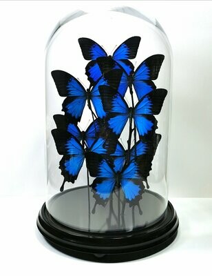 "Suite 1". Composición de 8 Papilio ullyses (Indonesia) en cúpula de cristal