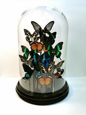 "Coral". Composición de 15 mariposas variadas en cúpula de cristal