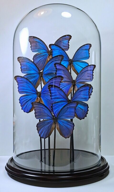"Prelude". Composición de 7 Morpho didius (Perú) en cúpula de cristal