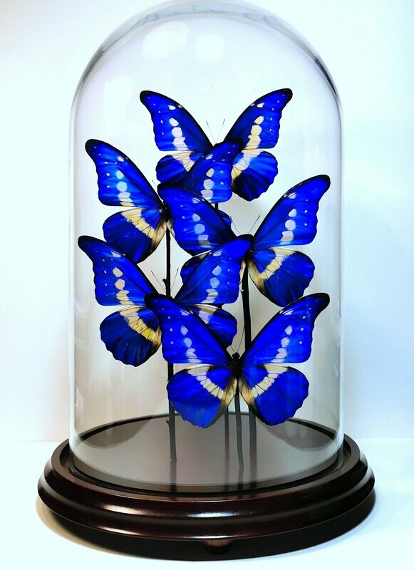 "Vivace". Composición de 5 Morpho Helena (Perú) en cúpula de cristal