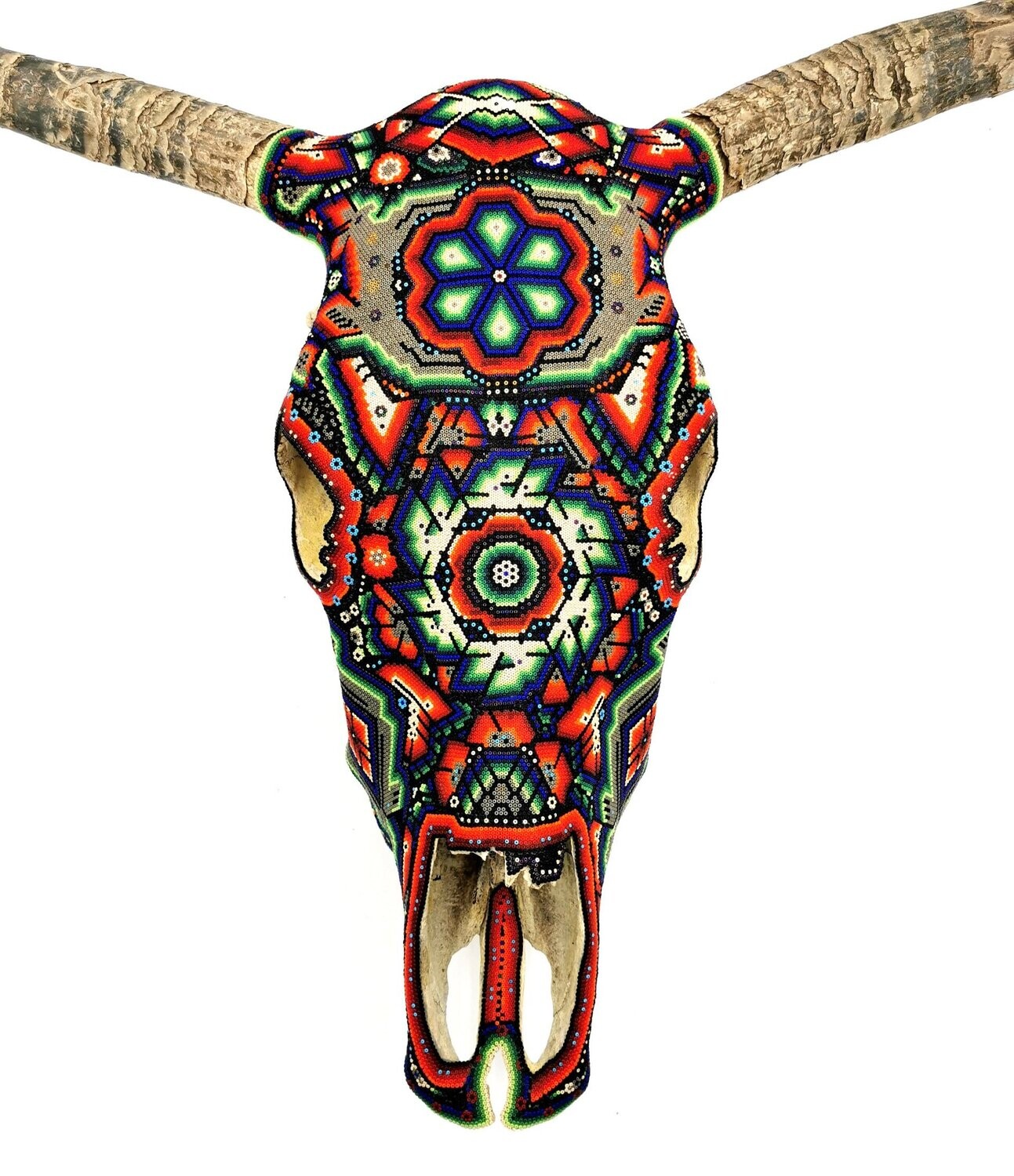 "Gambian Cow Skull"