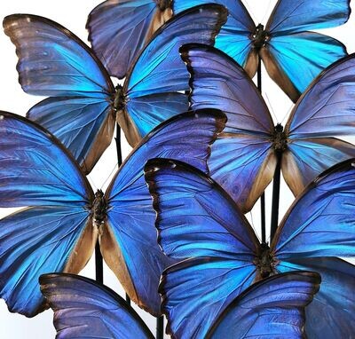 The art of butterflies