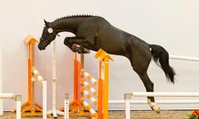 Le Kannan (Kannan x Hors La Loi II)
