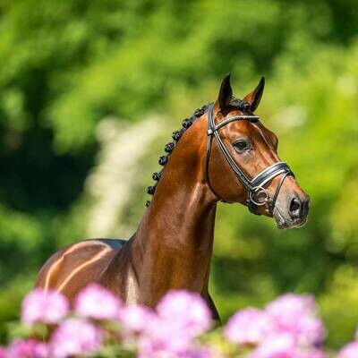 Incognito (Davino VOD x Vivaldi)