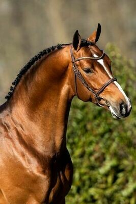 KITT SB (Emir R x Sam R)