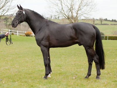 Tolan R  (Namelus R x Aramis Z)