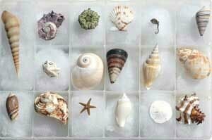 Basic Invertebrate Kit