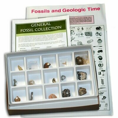 General Fossil Collection