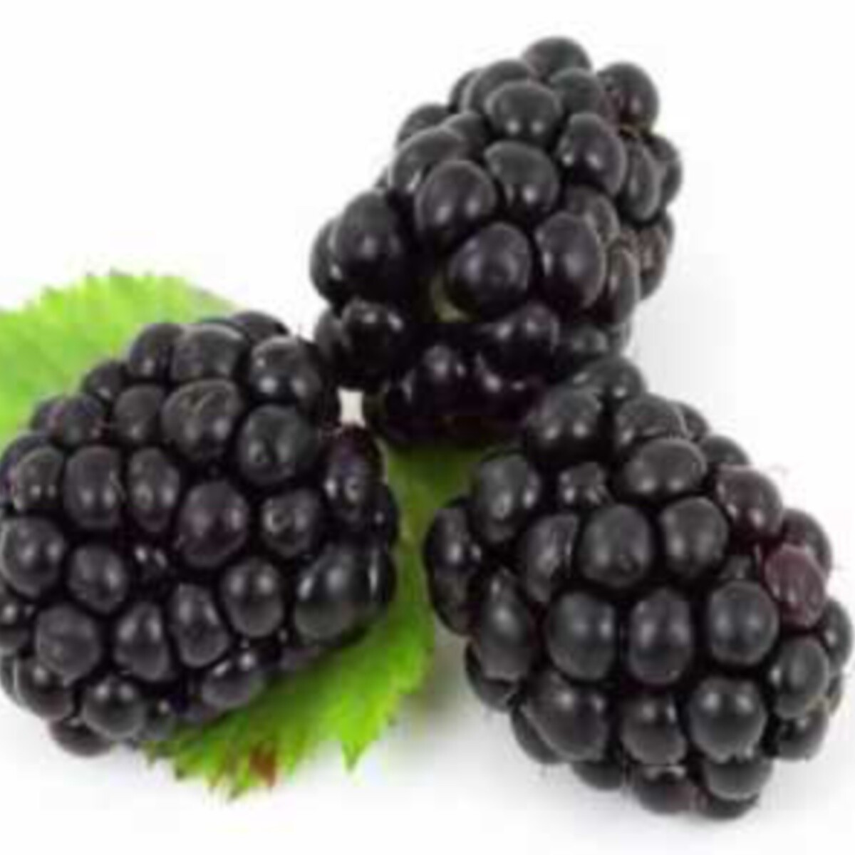 Blackberry Flat (12 pints) online preorder
