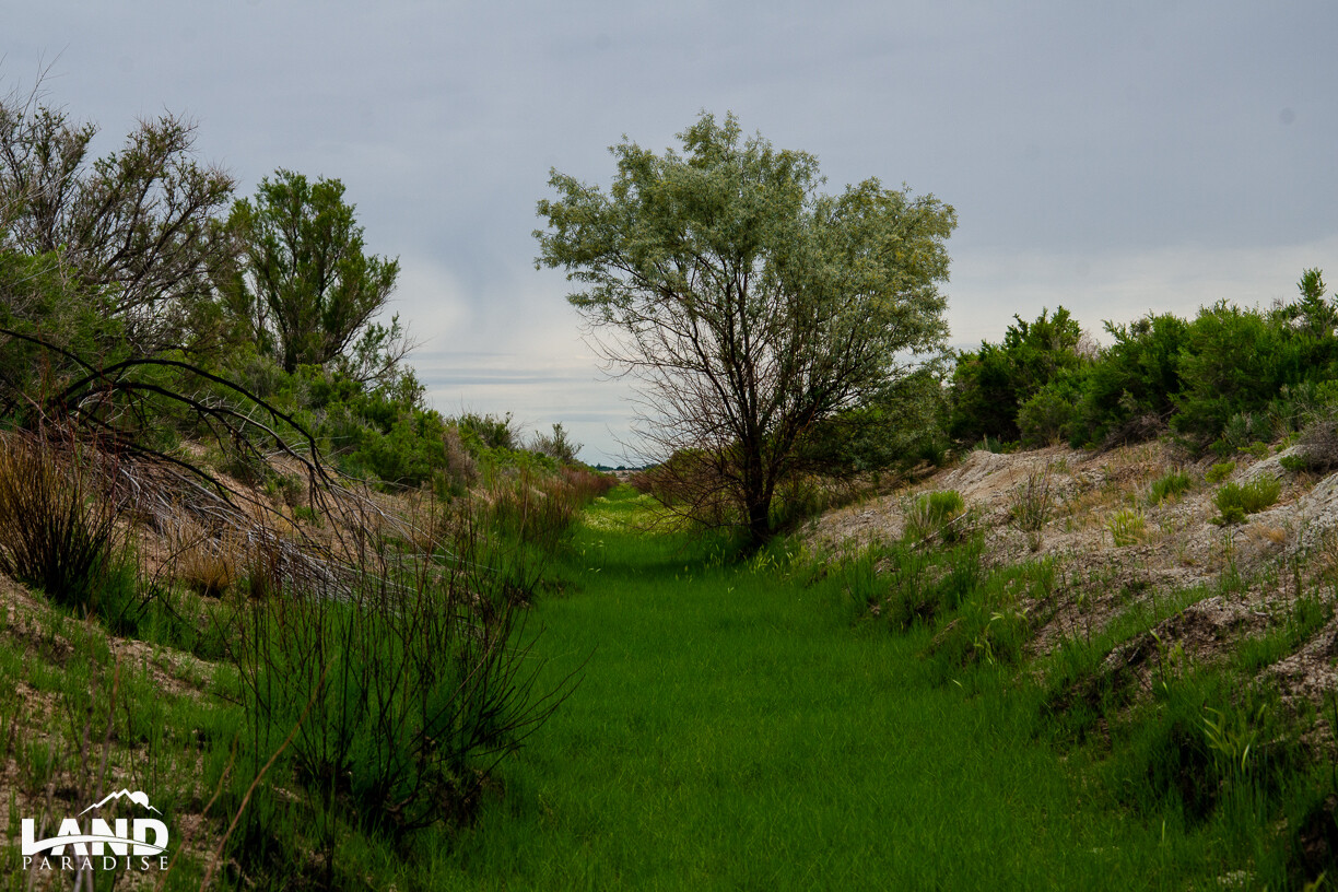 Pete - Millard, UT (PROCESSING FEE ONLY)