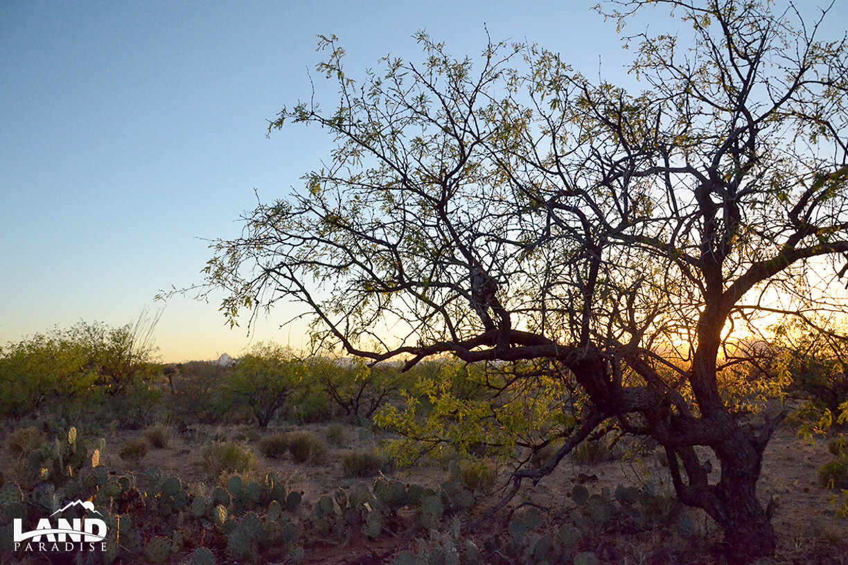 Cary 380 - Pima, AZ