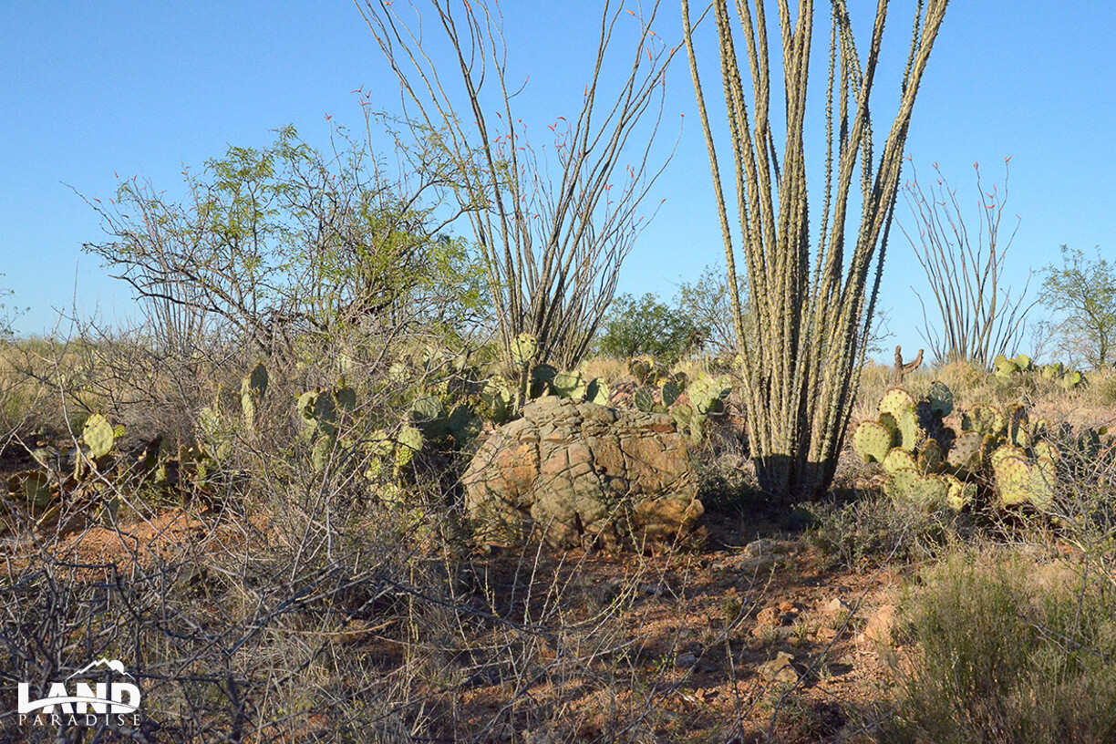 Sparky - Pima, AZ Sparky - Pima, AZ