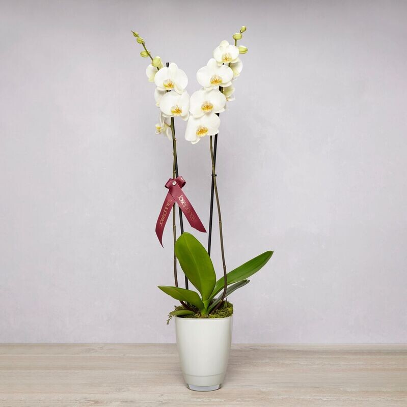 Phalaenopsis Orchid