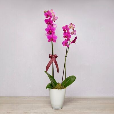 Phalanopsis Orchid