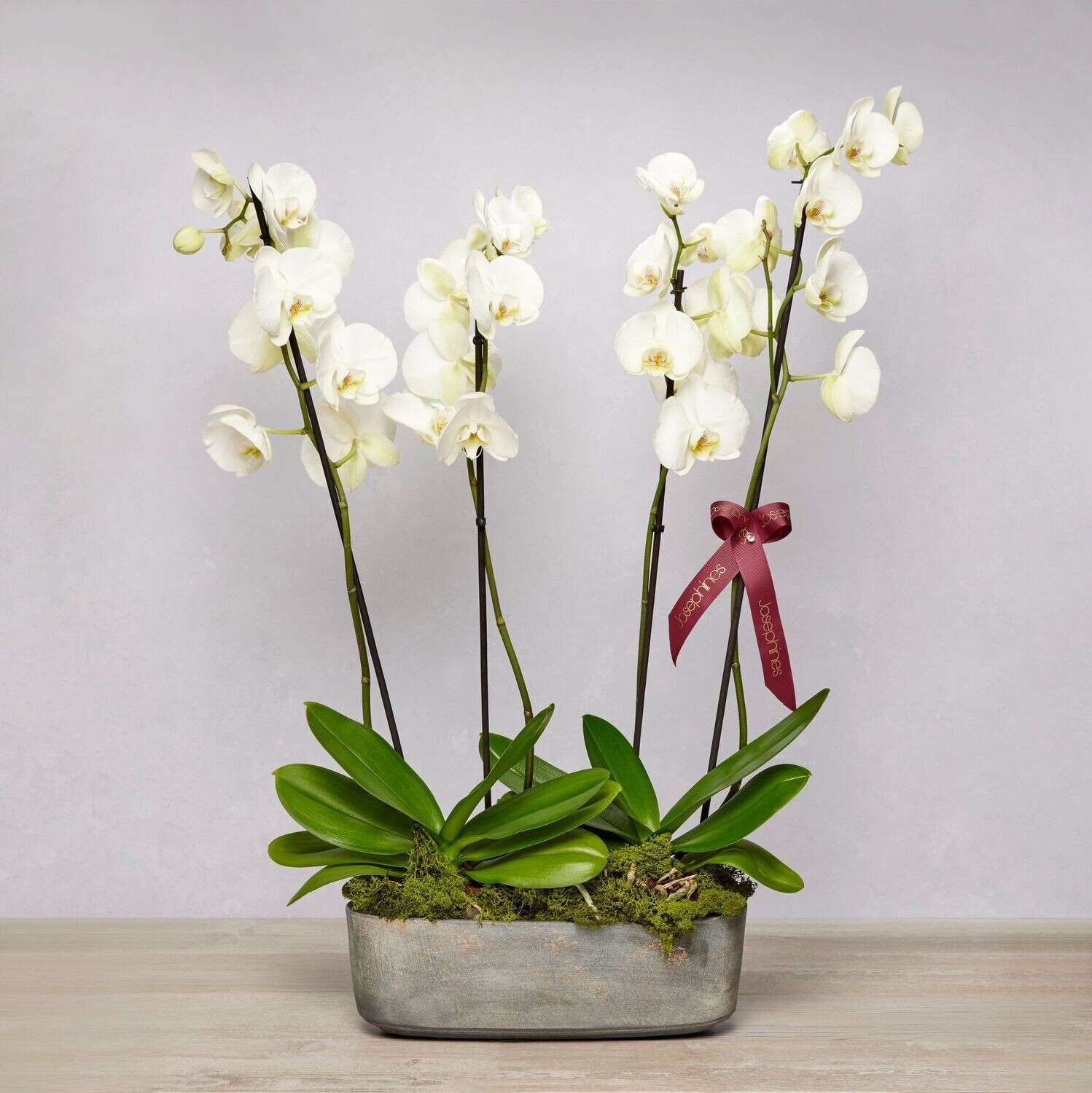 Orchid gift deals