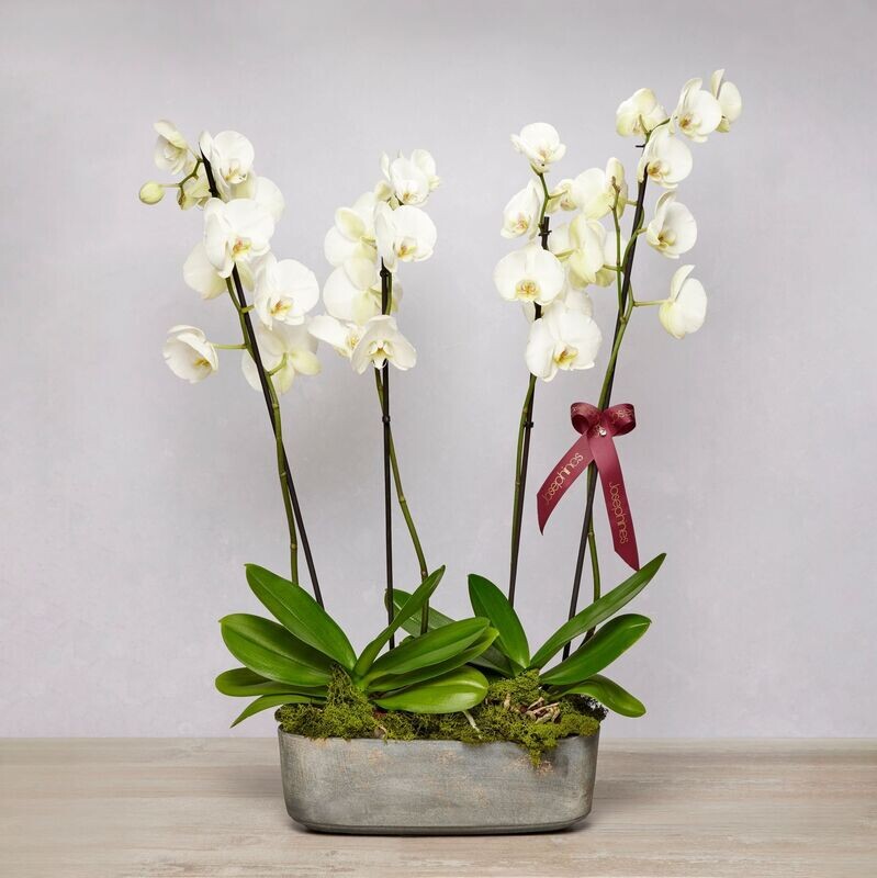 Phalanopsis Orchid