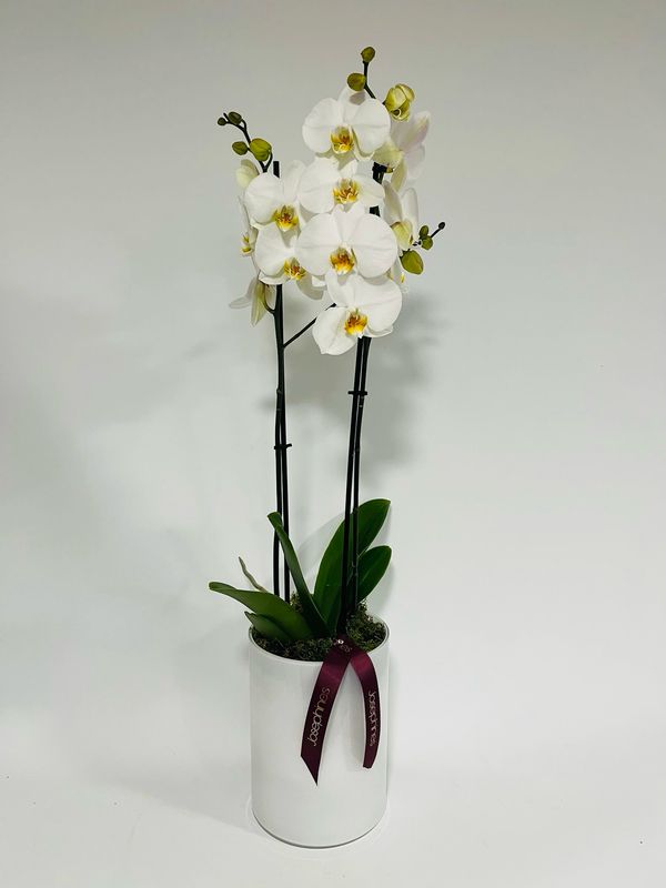 Phalaenopsis Orchid