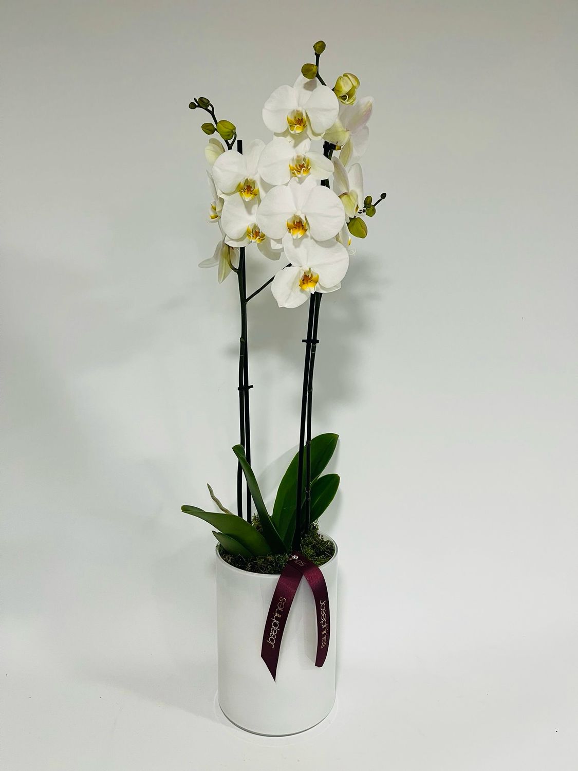 Phalaenopsis Orchid