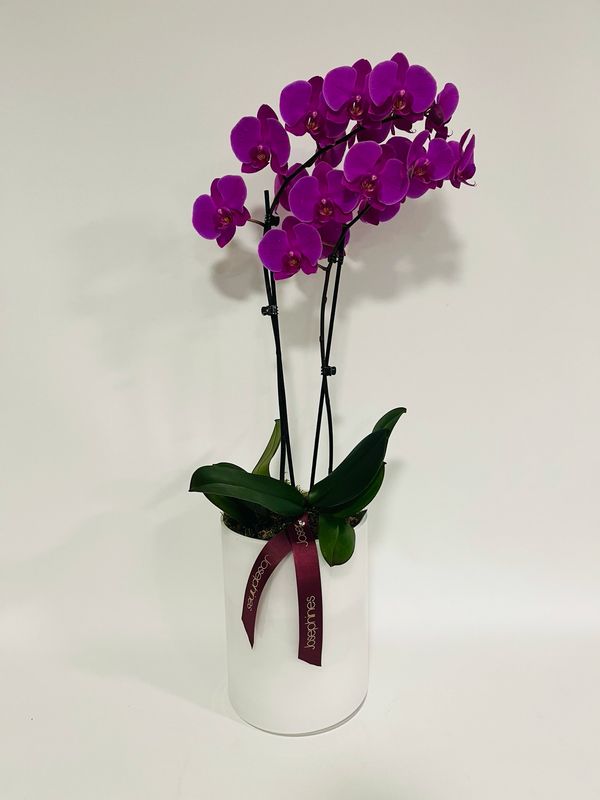 Phalanopsis Orchid