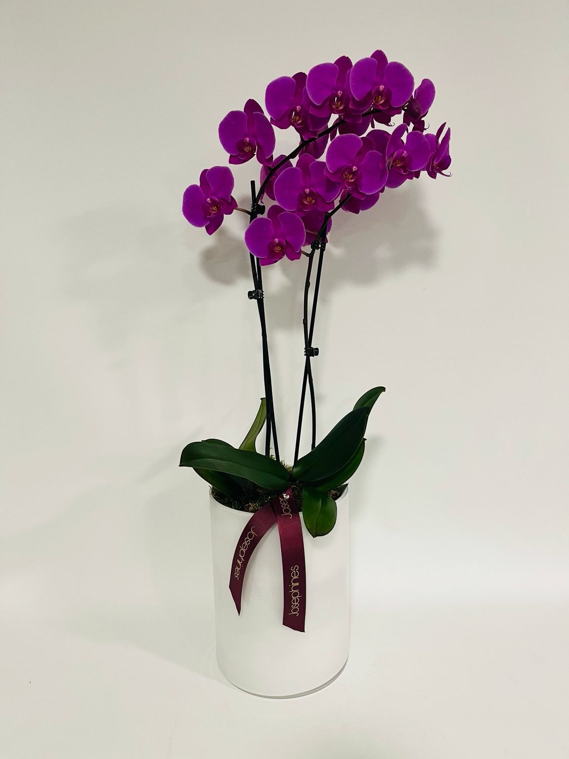 Phalanopsis Orchid