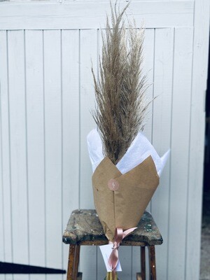 Pampas Grass Pampas Grass