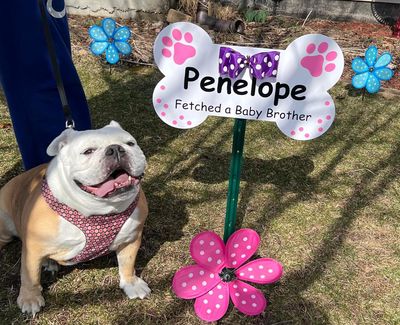 Pet Signs