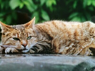 Katze