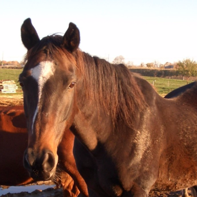 Pferd
