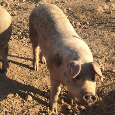 Schwein