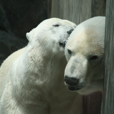 Zootiere