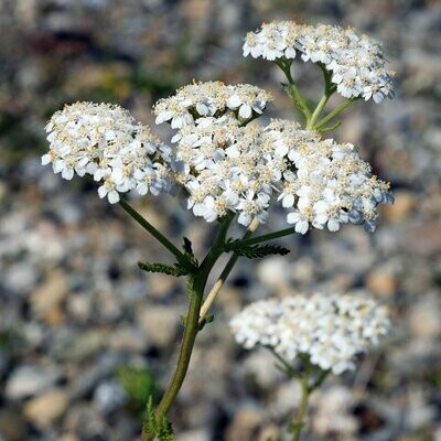 Achillea millefolium