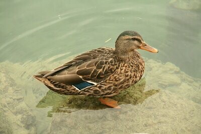 Vögel