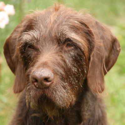 Hund
